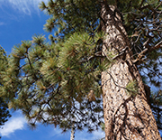 What stories they tell: Jeffrey pines in the southern Sierras offer ecosystem connectivity clues.